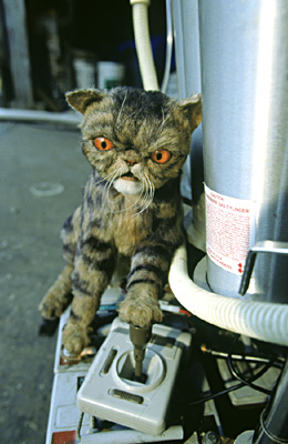 Well, here`s a cat that looks like it was hit by a truck